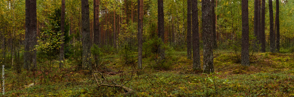 beautiful autumn mossy deep pine forest. widescreen picturesque serene landscape 15:5 format. side view beautiful autumn mossy deep pine forest. widescreen picturesque serene landscape 15:5 format. side view