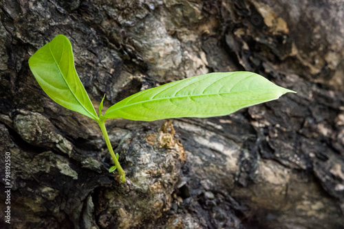 nature young green seedlings plants growing on tree life concept background  wildlife