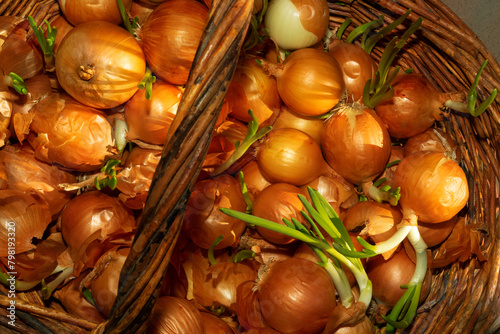 Sprouted onions in a basket.View from above