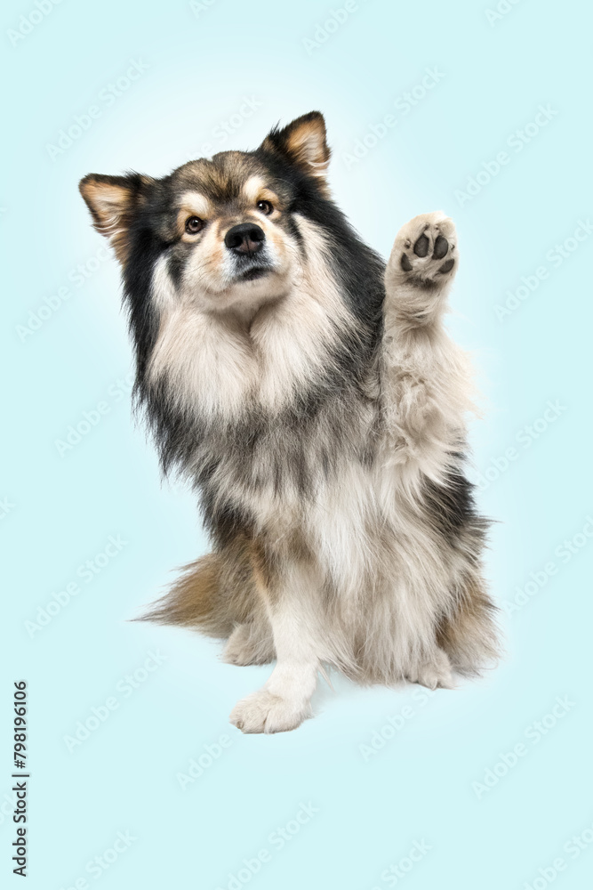 Portrait of Finnish Lapphund dog