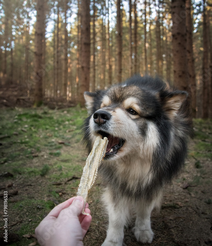 Portrait of Finnish Lapphund dog