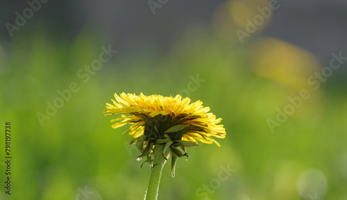 Spring background, fresh colors, dandelions and greenery.