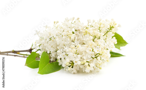 Branch of white lilac.