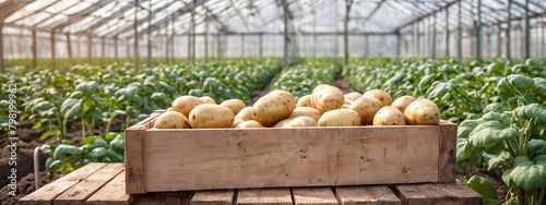 Simple wooden box full of dirty potatoes with a greenhouse in the background. Harvest potatoes, growing vegetables, gardening. Harved potatoes in a wooden box on the field. photo