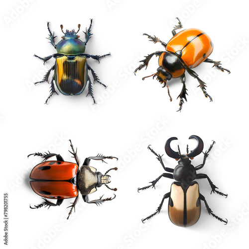 Diverse beetles collection isolated on transparent png background photo