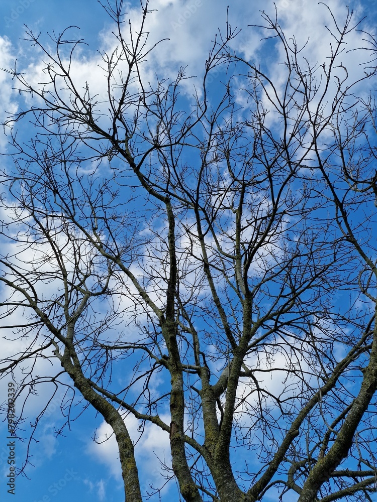 Fotografie kahler Äste. Minimalistischer Ansatz. Blauer Himmel im Hintergrund. Weiße Wolken. Äste. Vorfrühlingsszene. Sonniger Tag. Draußen. Nahaufnahme von Bäumen. Natürlichen Umgebung. Perfekt. Fotografie kahler Äste. Minimalistischer Ansatz. Blauer Himmel im Hintergrund. Weiße Wolken. Äste. Vorfrühlingsszene. Sonniger Tag. Draußen. Nahaufnahme von Bäumen. Natürlichen Umgebung. Perfekt.