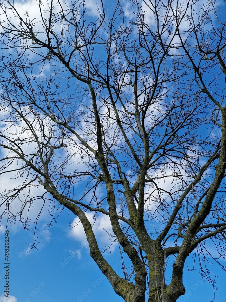 Fotografie kahler Äste. Minimalistischer Ansatz. Blauer Himmel im Hintergrund. Weiße Wolken. Äste. Vorfrühlingsszene. Sonniger Tag. Draußen. Nahaufnahme von Bäumen. Natürlichen Umgebung. Perfekt. Fotografie kahler Äste. Minimalistischer Ansatz. Blauer Himmel im Hintergrund. Weiße Wolken. Äste. Vorfrühlingsszene. Sonniger Tag. Draußen. Nahaufnahme von Bäumen. Natürlichen Umgebung. Perfekt.