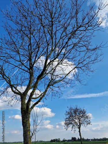 Fotografie kahler   ste. Minimalistischer Ansatz. Blauer Himmel im Hintergrund. Wei  e Wolken.   ste. Vorfr  hlingsszene. Sonniger Tag. Drau  en. Nahaufnahme von B  umen. Nat  rlichen Umgebung. Perfekt.