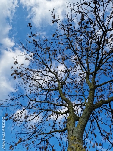 Fotografie kahler Äste. Minimalistischer Ansatz. Blauer Himmel im Hintergrund. Weiße Wolken. Äste. Vorfrühlingsszene. Sonniger Tag. Draußen. Nahaufnahme von Bäumen. Natürlichen Umgebung. Perfekt.