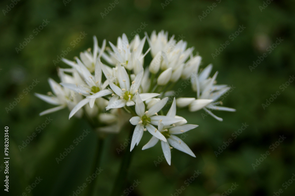 Nationalpark Hainich – Bärlauchblüte am Wanderweg Craulaer Kreuz Nationalpark Hainich – Bärlauchblüte am Wanderweg Craulaer Kreuz