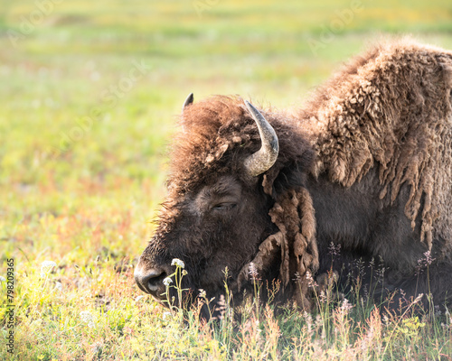 View of Buffalo on the open range in Yellowstone National Park, Wyoming USA © littleny
