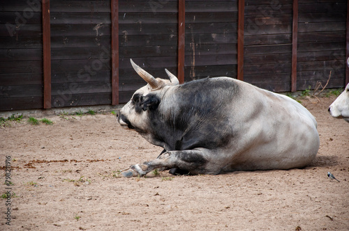 Boskarin Istrian cattle cow bull. Wild animal and wildlife. Animal in zoo. Boskarin Istrian cattle cow bull in zoo park. Wildlife and fauna. Advertisement photo