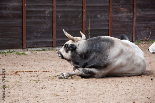 Wildlife and fauna. Boskarin Istrian cattle cow bull. Wild animal and wildlife. Animal in zoo. Boskarin Istrian cattle cow bull in zoo park. Banner photo