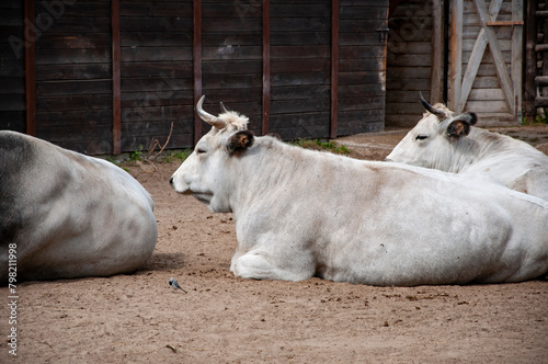 Wild animal and wildlife. Animal in zoo. Boskarin Istrian cattle cow bull in zoo park. Wildlife and fauna. Boskarin Istrian cattle cow bull. Farming photo