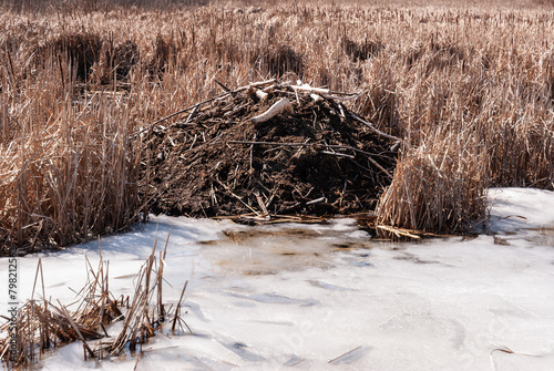 A beaver hut in a frozen mash with ice snow and reeds showing.