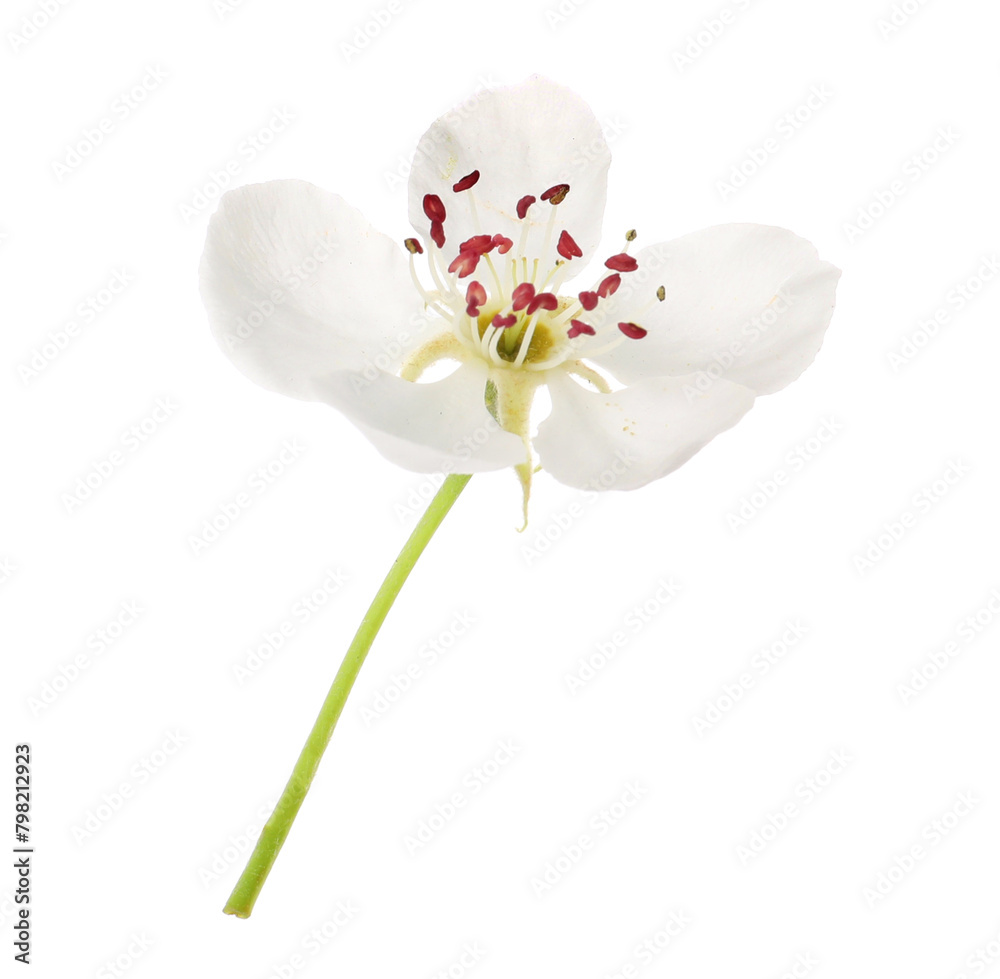 Beautiful flower of blossoming pear tree on white background Beautiful flower of blossoming pear tree on white background