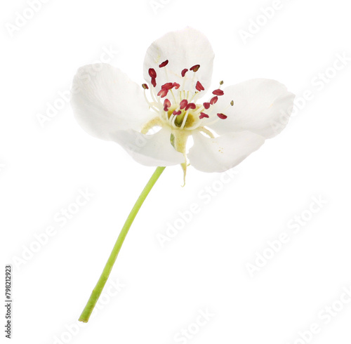 Beautiful flower of blossoming pear tree on white background