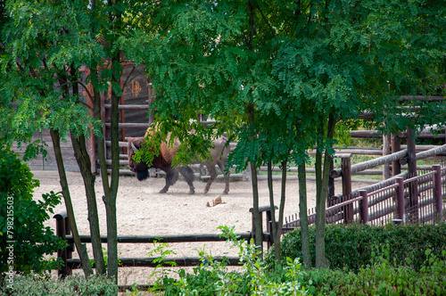 Buffalo bison ox in zoo park. Wildlife and fauna. Buffalo bison ox. Wild animal and wildlife. Animal in zoo. Farm