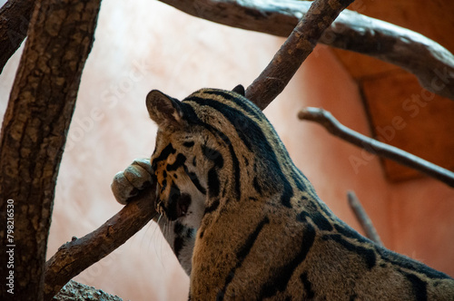 Animal in zoo. Formosan clouded leopard in zoo park. Wildlife and fauna. Formosan clouded leopard. Wild animal and wildlife. Leopard stealthy approach photo