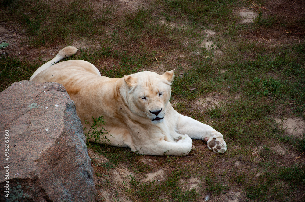 Wildlife and fauna. Panthera leo krugeri. White lion lioness. Wild animal and wildlife. Animal in zoo. White lion lioness in zoo park. Lioness hunt Wildlife and fauna. Panthera leo krugeri. White lion lioness. Wild animal and wildlife. Animal in zoo. White lion lioness in zoo park. Lioness hunt
