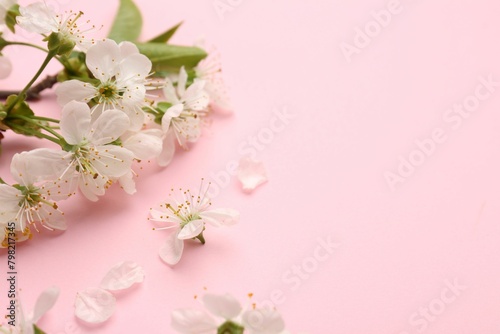 Beautiful spring tree blossoms and petals on pink background, closeup. Space for text