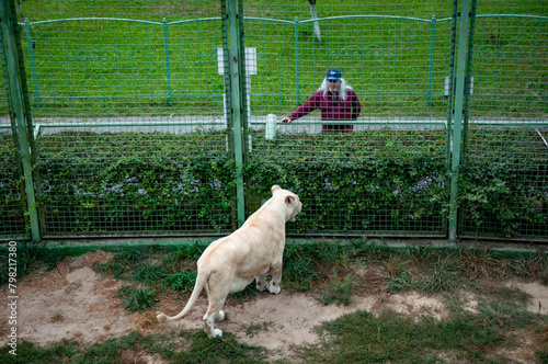 White lion lioness in zoo park. Wildlife and fauna. Panthera leo krugeri walking and looking at man tourist. White lion lioness. Wild animal and wildlife. Animal in zoo. Lioness coordination photo