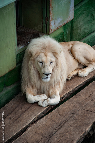 White lion. Wild animal and wildlife. Animal in zoo. White lion in zoo park. Wildlife and fauna. Panthera leo krugeri. Lion mane display