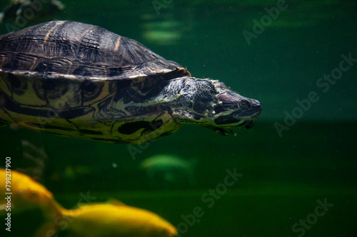 Wild animal and wildlife. Animal in zoo aquarium. Chinese box turtle in zoo park. Wildlife and fauna. Tortoise reptile. Underwater life. Sea ocean inhabitants. Chinese box turtle. Turtle shell photo