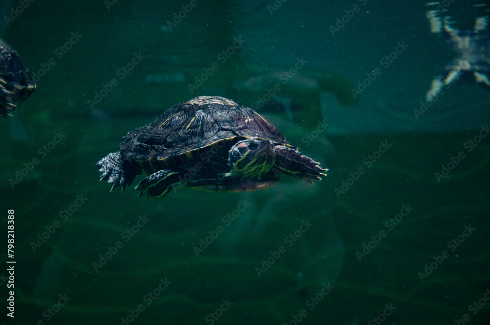 Fototapeta premium Chinese box turtle. Wild animal and wildlife. Animal in zoo aquarium. Chinese box turtle in zoo park. Wildlife and fauna. Tortoise reptile. Underwater life. Sea ocean inhabitants. Turtle hatchlings