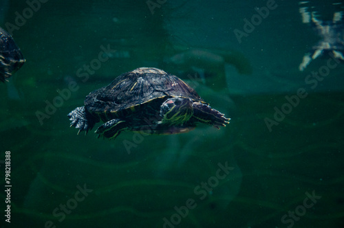 Chinese box turtle. Wild animal and wildlife. Animal in zoo aquarium. Chinese box turtle in zoo park. Wildlife and fauna. Tortoise reptile. Underwater life. Sea ocean inhabitants. Turtle hatchlings