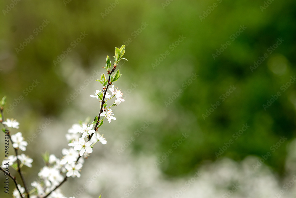 white flowers blossom in spring white flowers blossom in spring