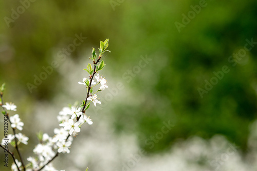 white flowers blossom in spring