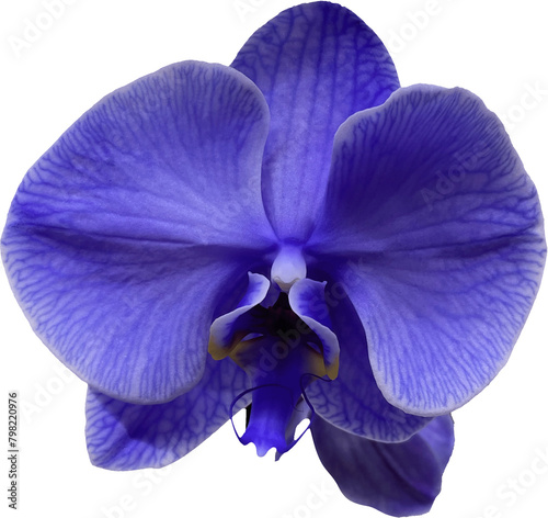 blue orchid flower isolated png