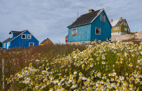 Ilulissat Greenland with wildflowers in the foreground traditional blue house background blue skies