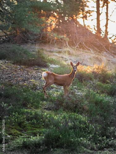 A deer in nature in the morning