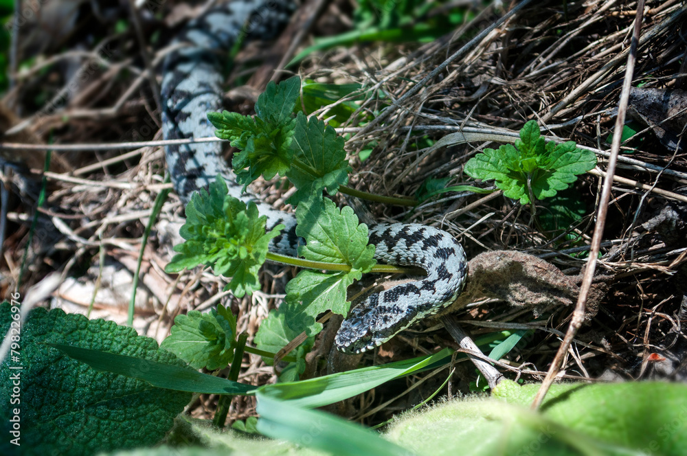 Vipera berus, the common European adder or common European viper. Snake lying on fallen leaves in the forest. Vipera berus, the common European adder or common European viper. Snake lying on fallen leaves in the forest.