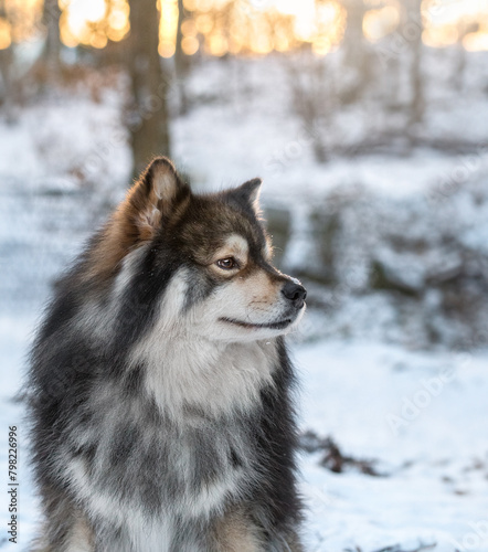 Portrait of Finnish Lapphund dog © Linda