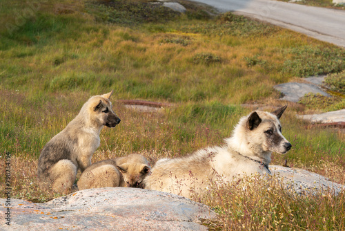 1 female greenland dog with two puppies on a grassy background