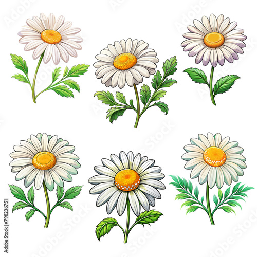 Set of chamomile flowers on white background for card decor