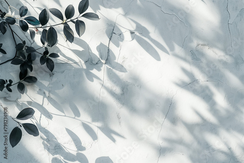 Leaves shadow and tree branch background. Natural leaves tree branch dark shadow and light from sunlight dappled on white concrete wall texture