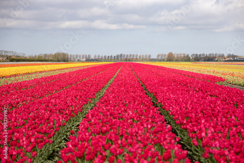 Wallpaper Mural tulip field Torontodigital.ca