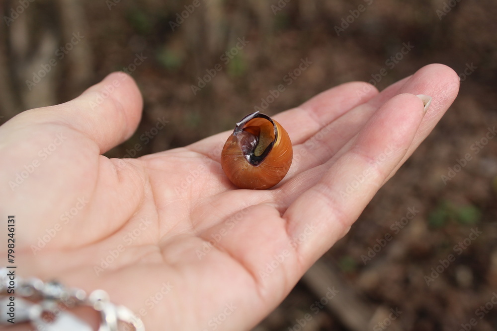 Snail shell, slugs on the female palm of the hand Snail shell, slugs on the female palm of the hand