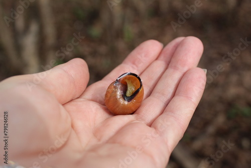 Snail shell, slugs on the female palm of the hand