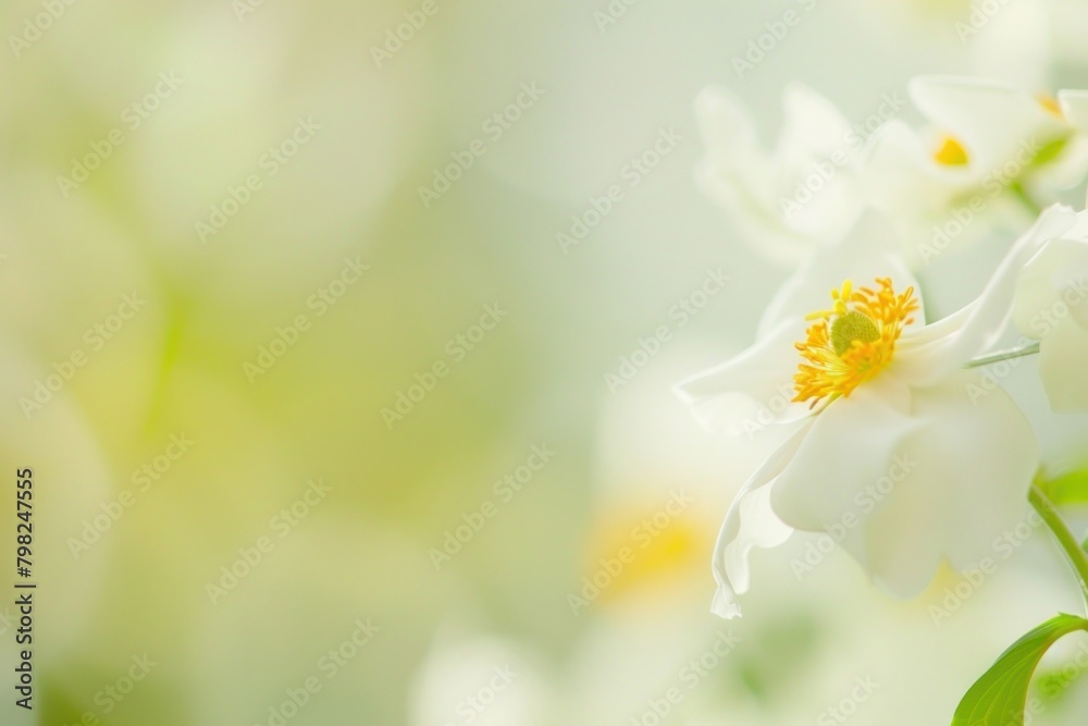 Naklejka premium Macro jasmin flower outdoors blossom anemone.