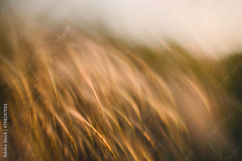 Macro meadow grain vegetation outdoors. Macro meadow grain vegetation outdoors.