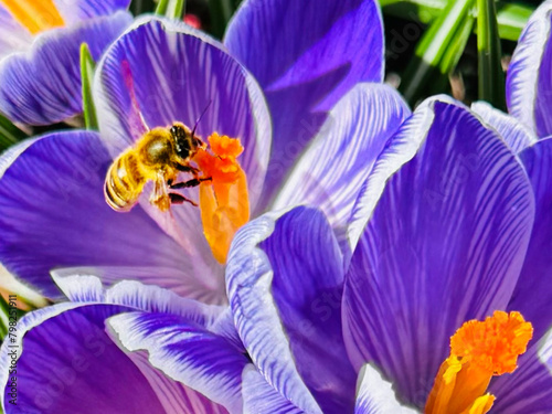 western honey bee in flower