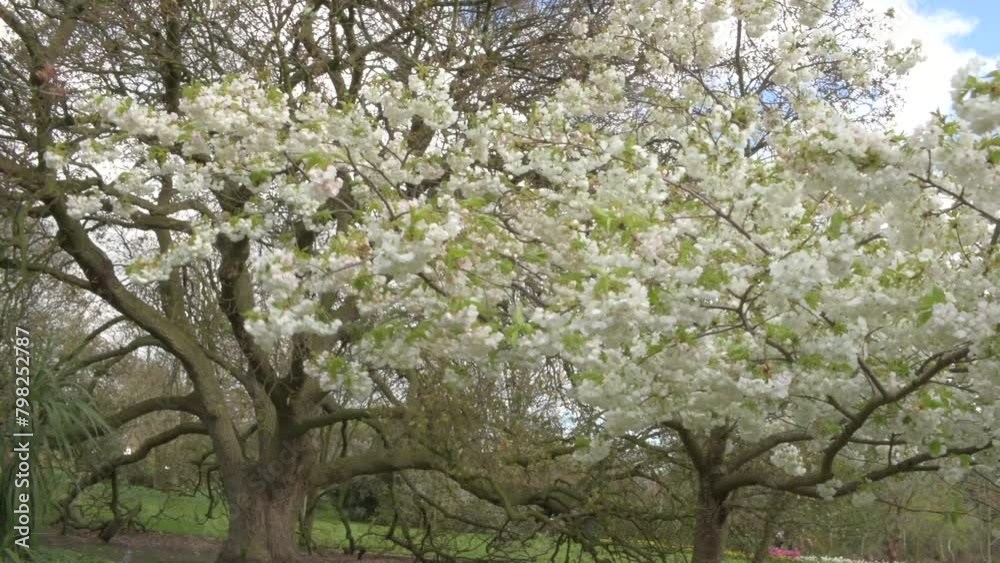 London, UK, 24 March 2024: White Cherry Blossoms flowers on a tree London, UK, 24 March 2024: White Cherry Blossoms flowers on a tree