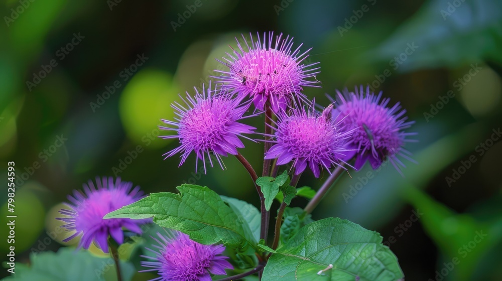 Obraz premium Maman lanang is a type of weed that falls under the Cleomaceae family commonly referred to as maman lanang purple maman or male maman in local terms