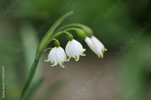 Weiße Blüten im Garten © Beate Vogl