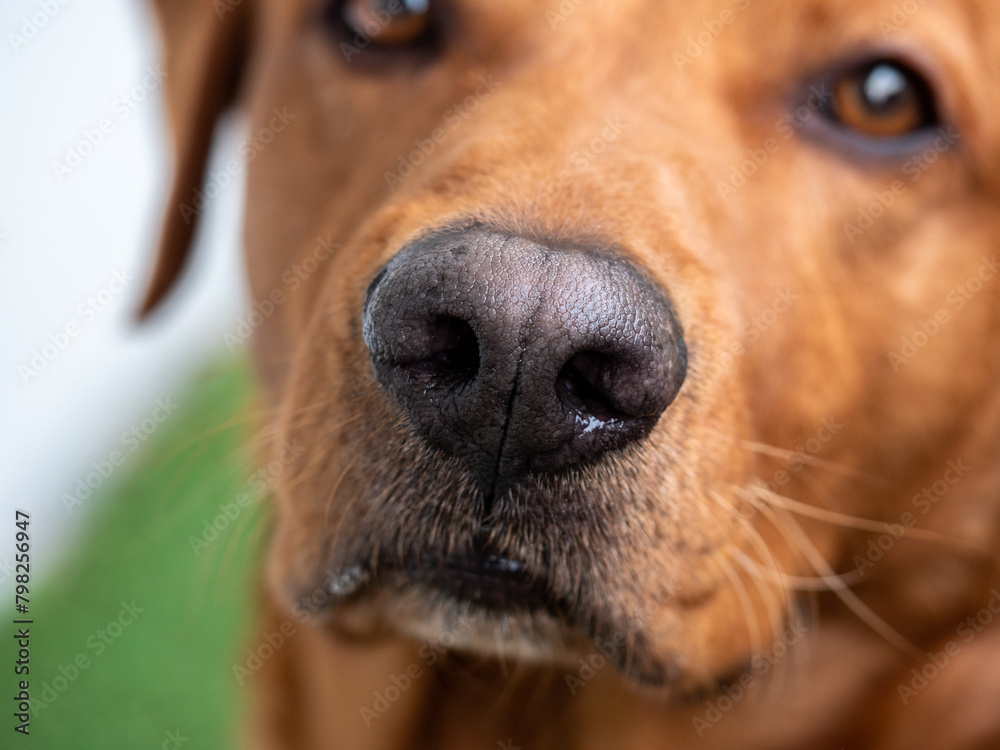 labrador dog, close-up nose macro photos, blurred background,